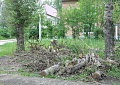 Во дворе дома уже месяц лежат спиленные деревья. ЖЭУ не реагирует!