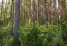 Ухтинец потерял супругу, вызвал спасателей, перенервничал и сам потерялся в лесу